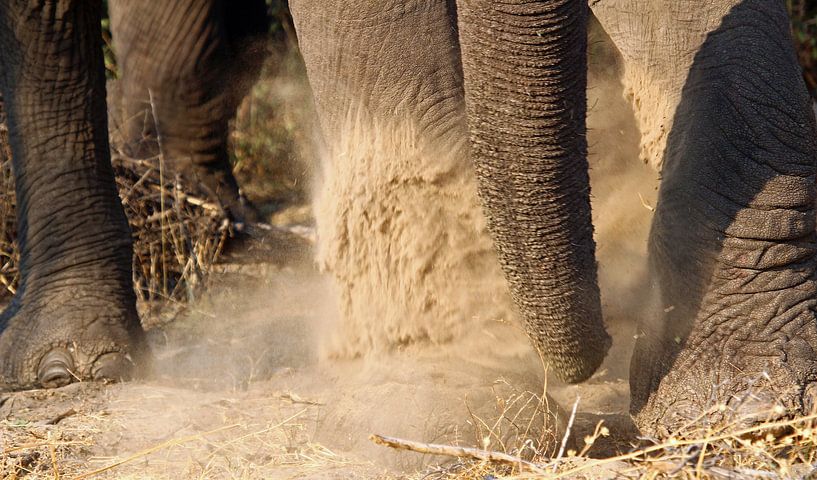 Olifanten poten par Marieke Funke