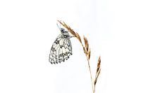 Schachbrettschmetterling in High Key