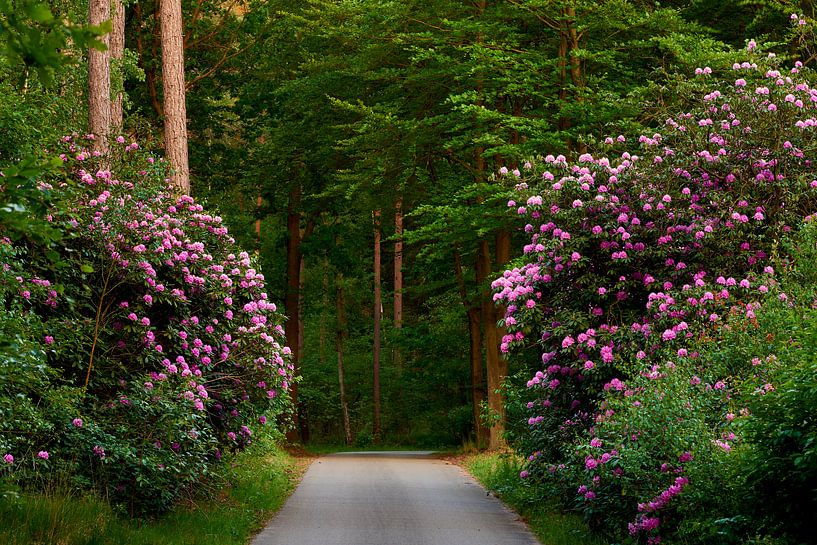 Rhododendron im Runden Haus in Nunspeet von Jenco van Zalk