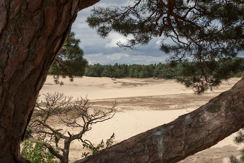Kootwijker Zand von Maarten Krabbendam