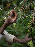 Grains de café sur une plantation en Ouganda, Afrique