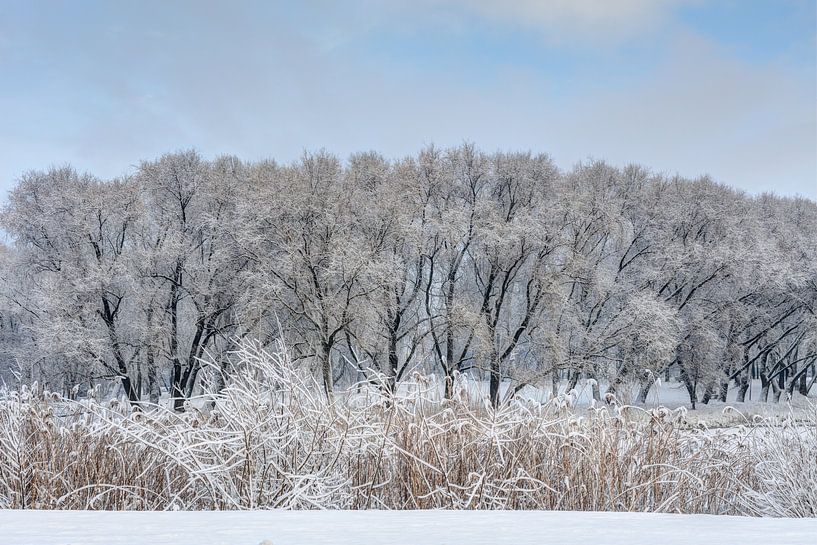 Verschneite Bäume an einem sonnigen Wintermorgen von Yevgen Belich