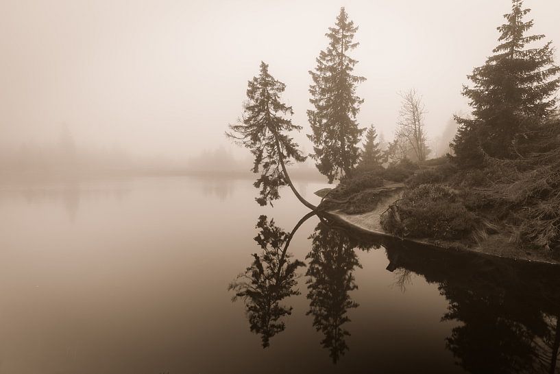 Nebelstimmung von Torsten Krause