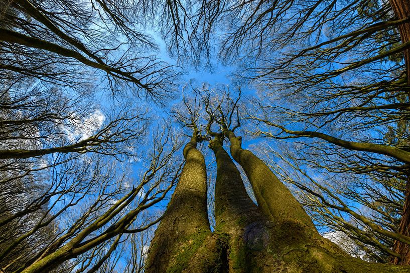 The Speulder forest: a dance of trees and light by Gerry van Roosmalen