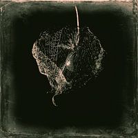 Squelette de la fleur de Physalis en sépia