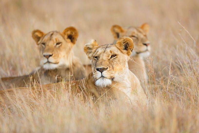 Löwen im Gras von Marijn Heuts