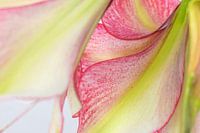 Amaryllis Blatt