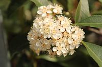 Spring in the Italian Riviera