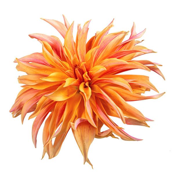 Dahlia blossom on a white background by ManfredFotos
