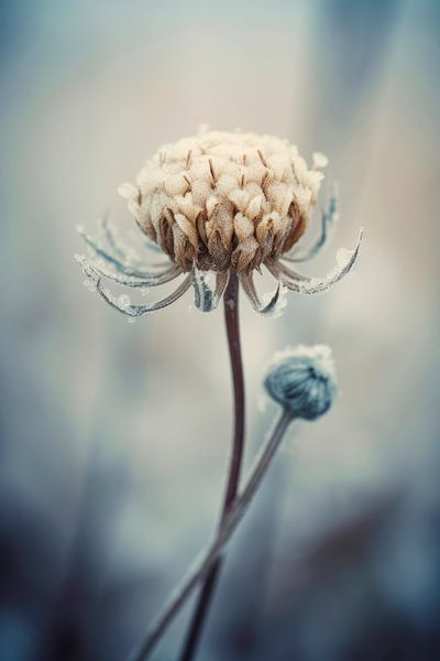 Frozen Flower No 3 von Treechild