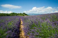 Valensole, Provence, France