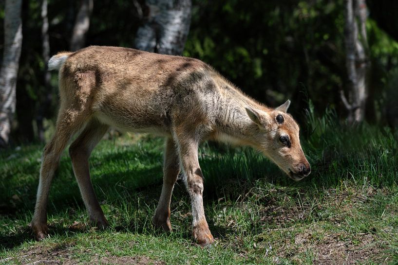Reindeer baby by Sonja Foerster-Odenthal