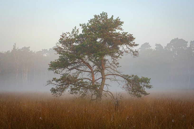 Kiefer im Nebel von Johan Vanbockryck