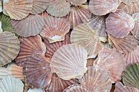 Verzameling gekleurde Jakobsschelpen