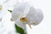 Witte Orchidee