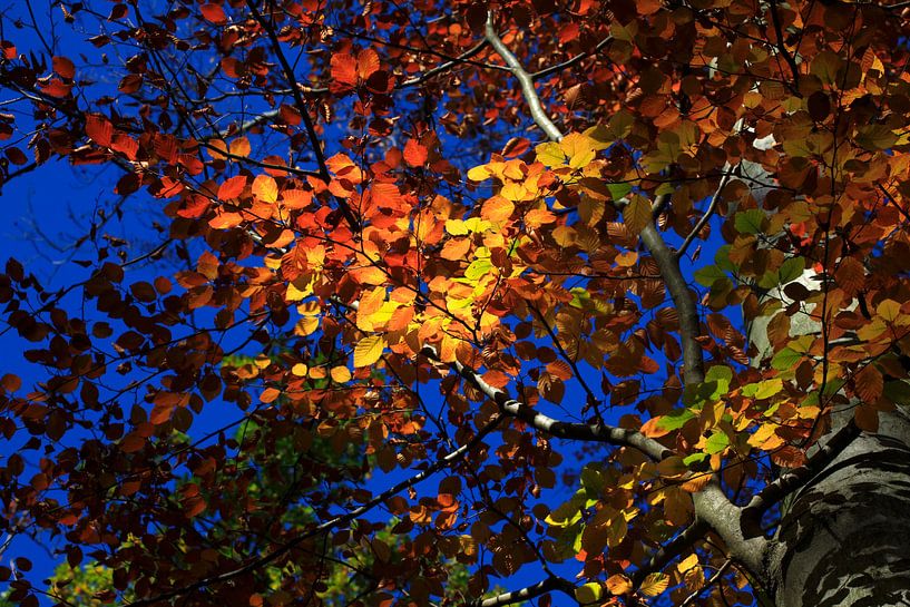 Prächtige Buche von Thomas Jäger