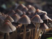 Paddenstoelen van dichtbij