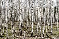Junger Birkenwald in einer Winterlandschaft auf der Veluwe