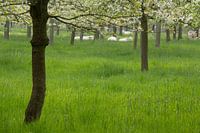 Lentewei met kersenbloesem