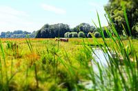 Paarden in de Biesbosch