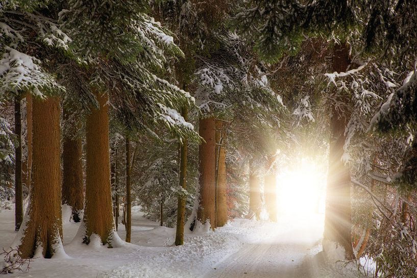 F O R E T . D ' H I V E R par Thomas Herzog