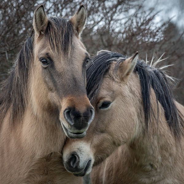 Konik-Pferde im Naturschutzgebiet Lentevreugd von Dirk van Egmond