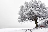 Verschneite Buche mit roter Holzbank