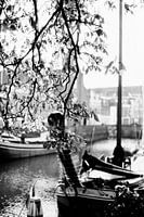 Begrüntes Dach in Delfshaven