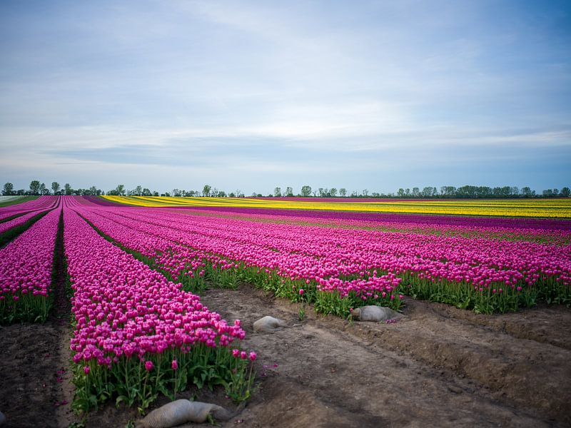 Tulpenfeld im Frühling von t.ART