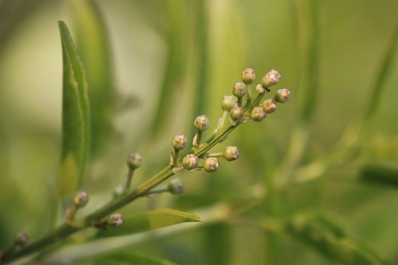 Lorbeer (Prunus laurocerasus) - Knospen von Beatrice Heinze