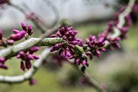 Cercis canadensis