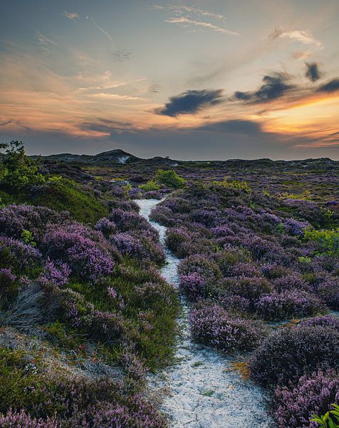 sandiger Pfad zwischen dem Heidekraut in den Schoorl-Dünen von peterheinspictures