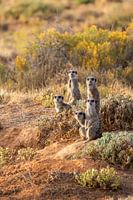 Stokstraarties family