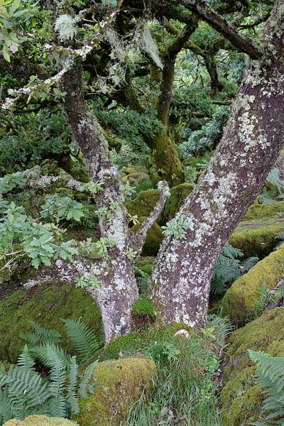 Wistman&#039;s Wood 5 by Ralph Jongejan