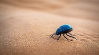 Dung beetle on the dune