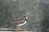 Schwarzkehlchen auf grünen, moosbewachsenen Steinen