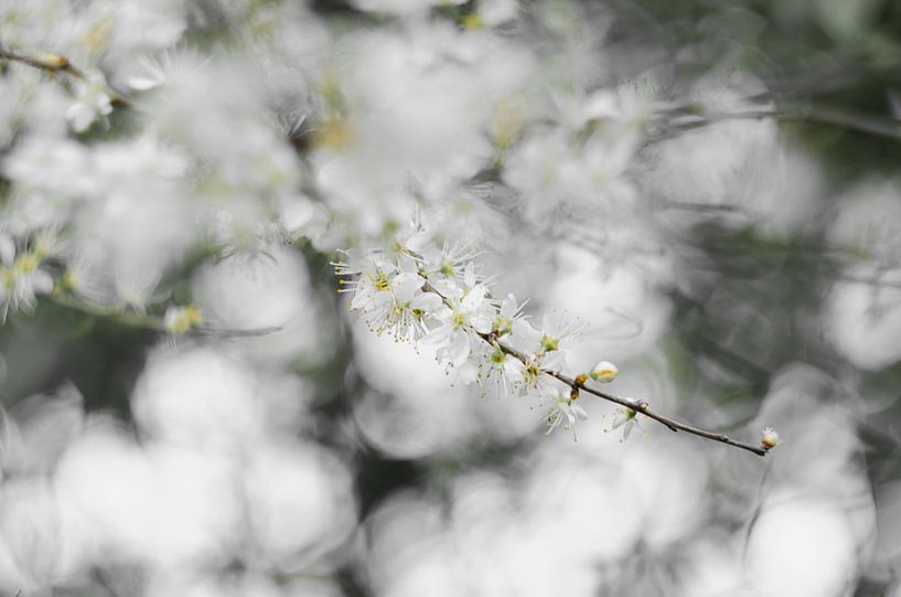 blossom by Aimé de Clercq