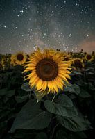 Sunflowers vs Milkyway