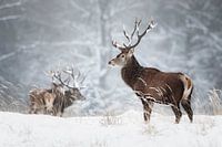 Herten in de sneeuw