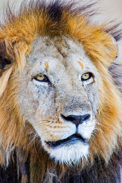 Lion Face von Peter Michel