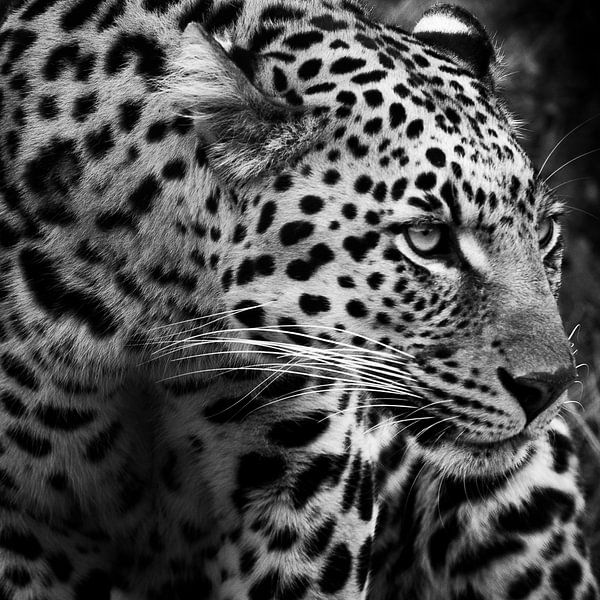 Eleganz in der Wildnis: Nahaufnahme eines Leoparden von Arthur van Iterson