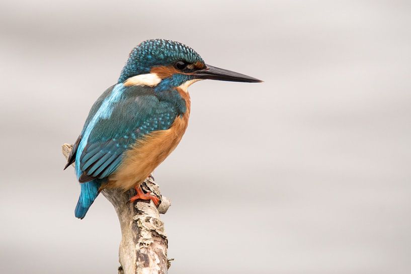 Martin-pêcheur sur un bâton avec un arrière-plan flou par Barend de Ronde
