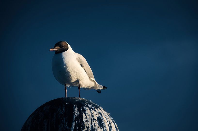 Seagulls on a groyne on the Baltic Sea. by Martin Köbsch