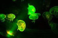 Méduses lumineuses