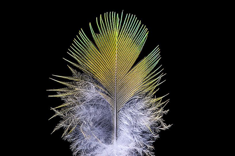 Ring-Necked parakeet feather by Floris Kok