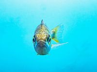 Perche en eau peu profonde 4