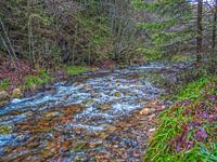 Grüne Natur mit fließendem Fluss Schöne Landschaft