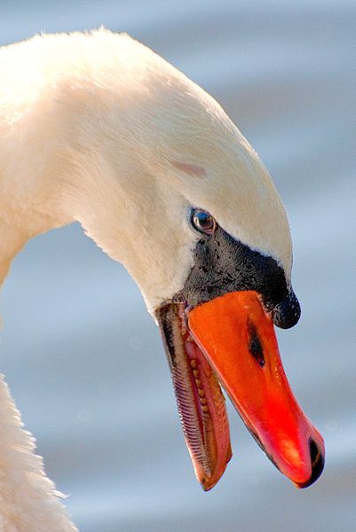 Zeer boze zwaan by Kees Martijn Nix