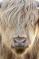 Highlander écossais au soleil | Portrait du Sud-Kennemerland