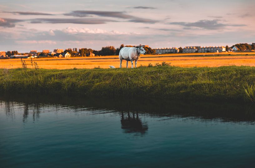 Nummer 1 Schaf von Chris Koekenberg